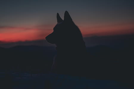 silhouette photo of dog during golden hour thumbnail