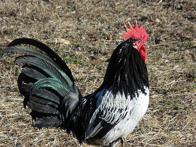 black and white rooster thumbnail
