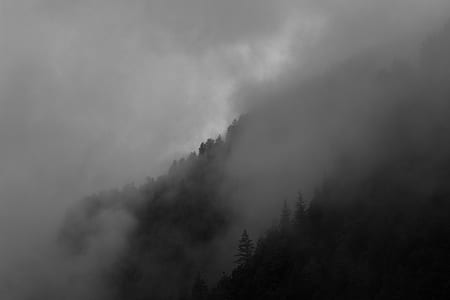 trees covered with fog during daytime thumbnail