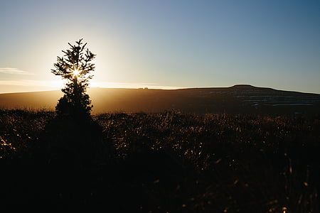 silhouette of trees thumbnail