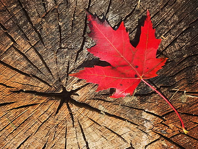 red maple leaf on wood log thumbnail