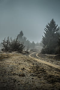 green pine trees under fog weather thumbnail