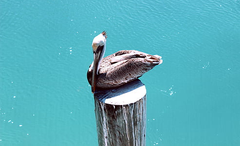 gray pelican beside body of water thumbnail