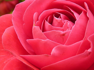 red rose thumbnail