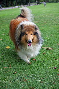 adult rough collie running on grass field thumbnail