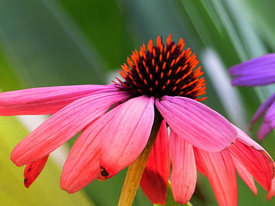 selective focus photography of pink coneflower thumbnail