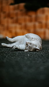 silver tabby cat lying on black surface thumbnail