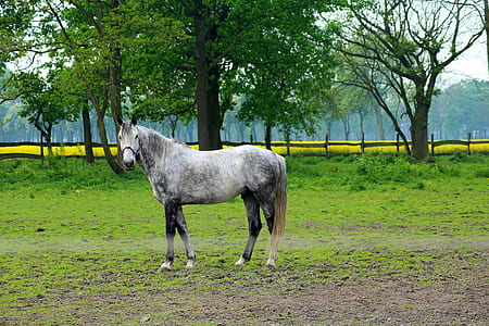 white and gray horse standing on green grass near trees during daytime thumbnail