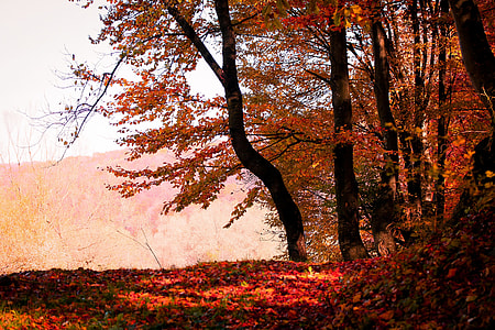 maple tree photography thumbnail