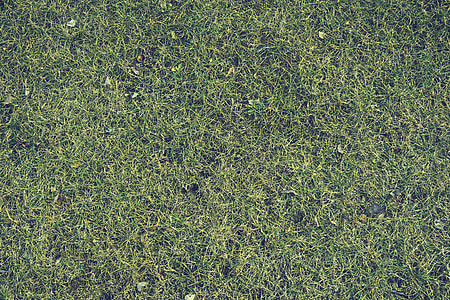 grass lawn thumbnail