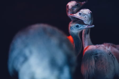 three gray ostrich chicks thumbnail