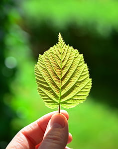 selective focus photography of person holding green leaf thumbnail