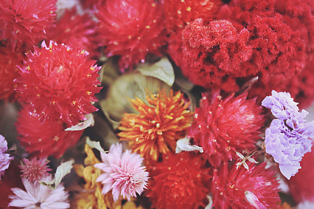 red petal flower thumbnail