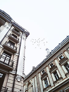 low angle photography of birds flying near building thumbnail