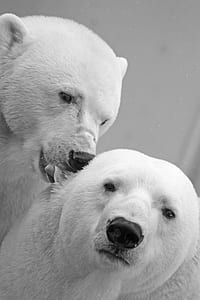 White Small Coat Polar Bear thumbnail