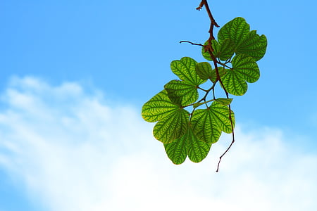 green leaf under cloudy sky thumbnail