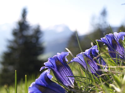 purple petaled flowers under blue sky thumbnail