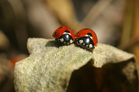 selective focus photography of ladybuds thumbnail