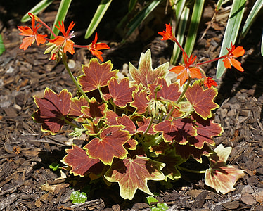 Hybrid Variegated Geranium, Plant thumbnail