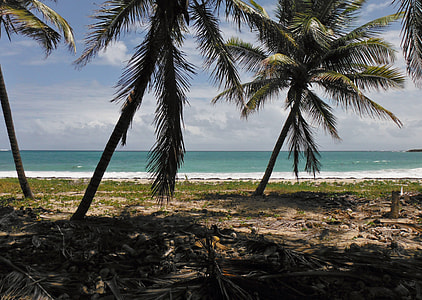 two palm trees near seashore during day time thumbnail