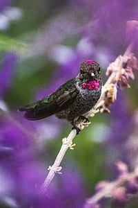 selective focus photography of black and pink humming bird thumbnail