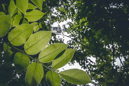 Closeup Photo of Green Leaf Trees thumbnail