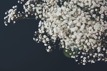 selective focus photography of white baby's-breath flower thumbnail