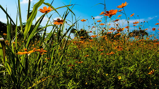 nature, sky, clouds, field thumbnail