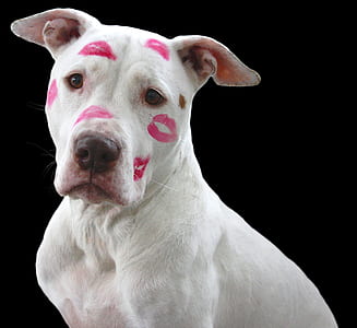 adult white dog with kiss marks on face thumbnail