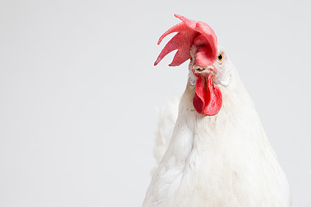 white rooster thumbnail