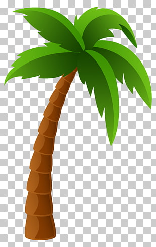 Washingtonia filifera Arecaceae Washingtonia robusta , Palm Tree , coconut tree illustration PNG clipart