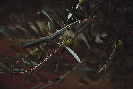green plant thumbnail