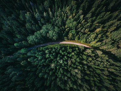 bird's eye photography of road between green pine trees thumbnail