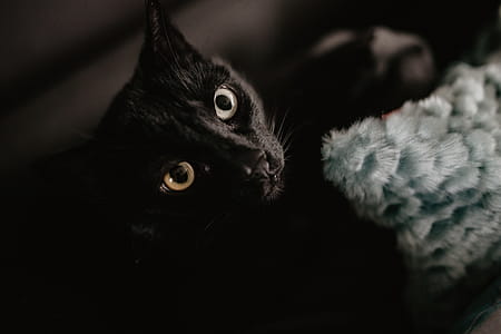Black cat thumbnail