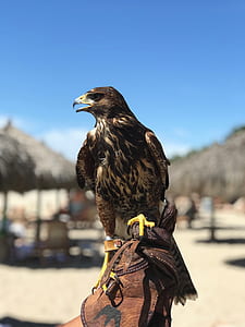 hawk on person's hand thumbnail