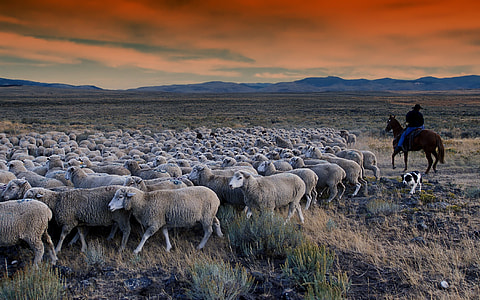 photo of herd of sheeps thumbnail