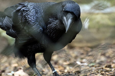 black crow close-up photo thumbnail