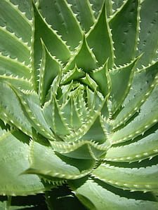 photo of green plant thumbnail
