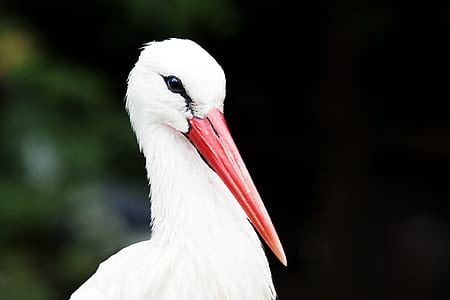 closeup photo of white bird thumbnail