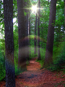 green tall trees thumbnail
