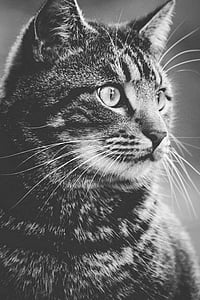 grayscale photo of cat thumbnail