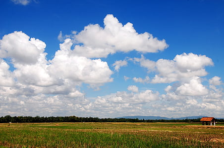 landscape photography of trees and clouds thumbnail