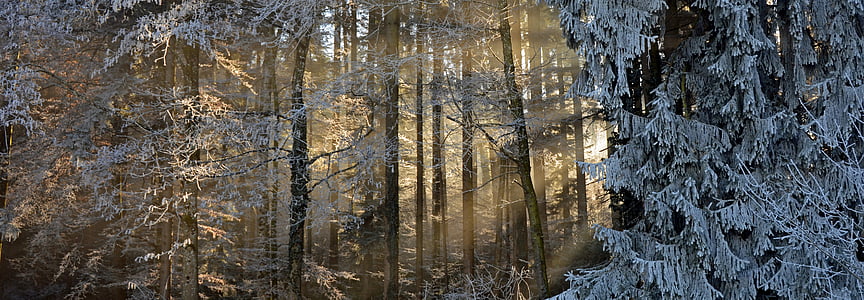 landscape photo of green trees covered with snow thumbnail