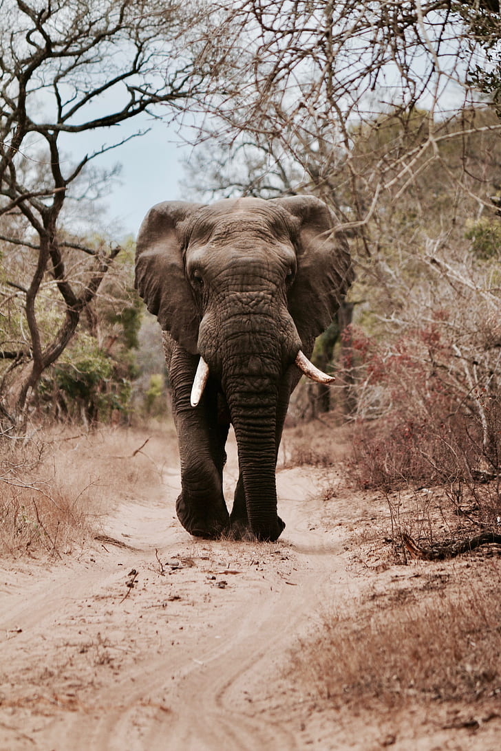 gray elephant calf walking through trees