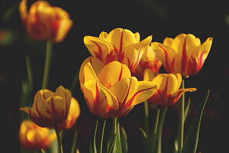 flowers, petals, plant, blur thumbnail