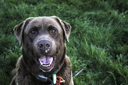 adult black Labrador retriever in front of green grass thumbnail