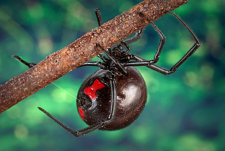 black Widow spider on tree branch thumbnail