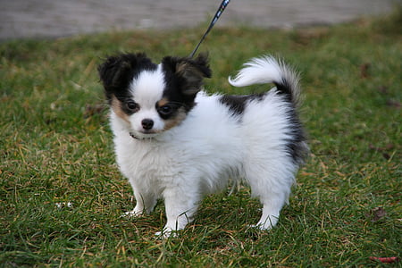 white and black Chihuahua puppy on green grass thumbnail