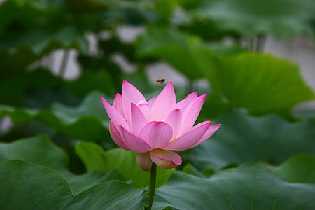 closeup photography of pink lotus flower thumbnail