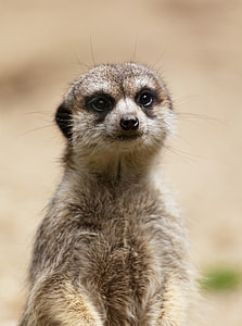 Meerkat animal thumbnail